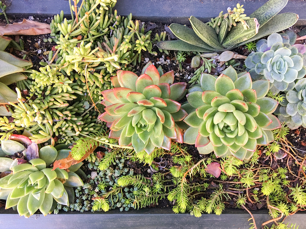 Small plants in a square planter.