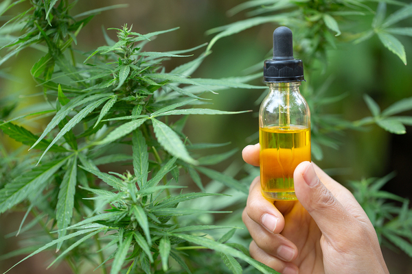 Cannabis plants and glass container with oil.