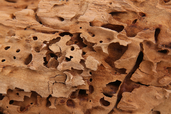 Close up of carpenter ant damage in a piece of wood.