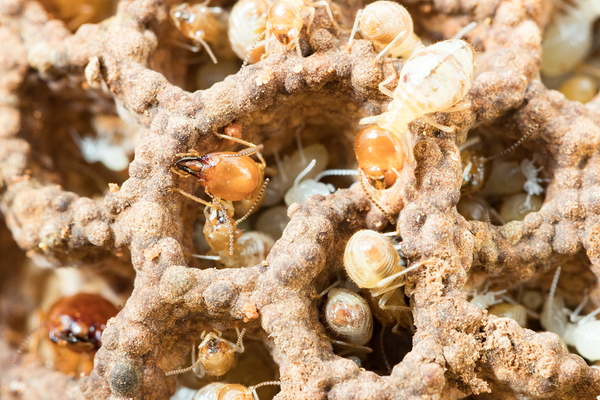 Closeup of termites.