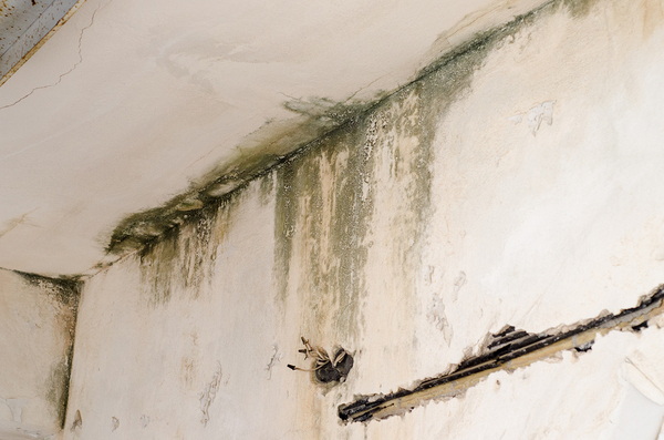 Mold on a wall and ceiling.