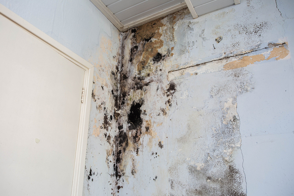 Black mold in the corner of a room.