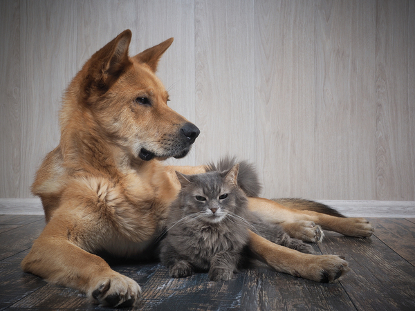 Dog and cat lying on the floor together.