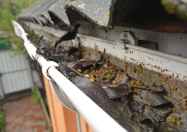 Gutters filled with wet leaves.