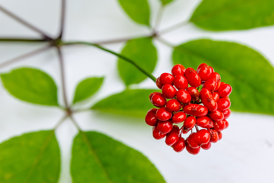 Red ginseng