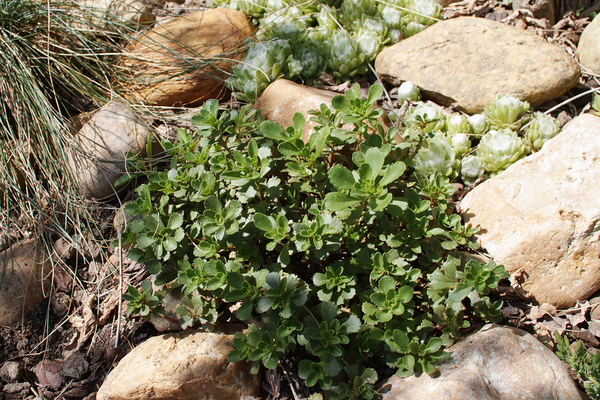 Small green bush surrounded by rocks.