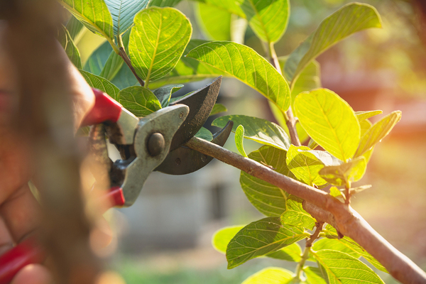 Person clipping a branch.
