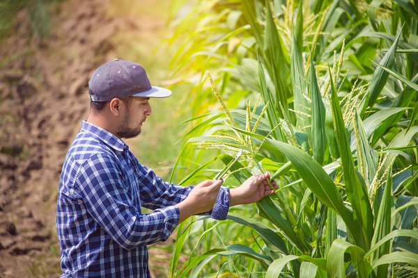 Farmer inspecting his crops.