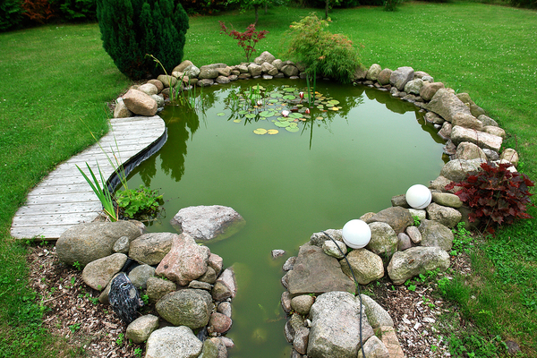 Backyard pond.