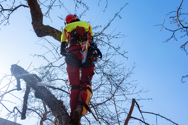 Climbing a tree to trim branches.