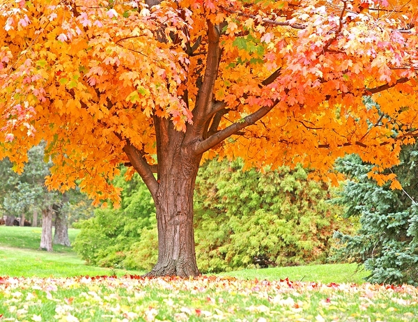Orange, yellow and green leaves on a tree.