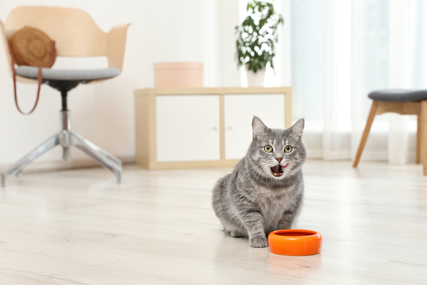 Cat eating from an orange bowl.