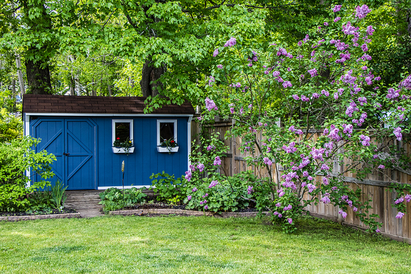 Backyard with blue colored shed.