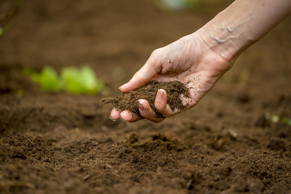 Person picking up soil with their hand.