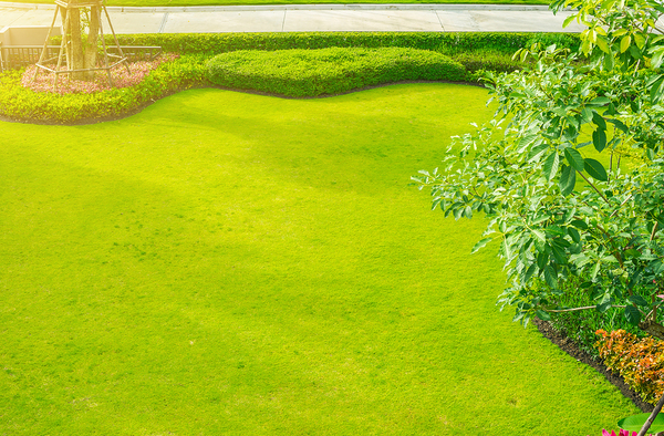 Green lawn with border shrubs.