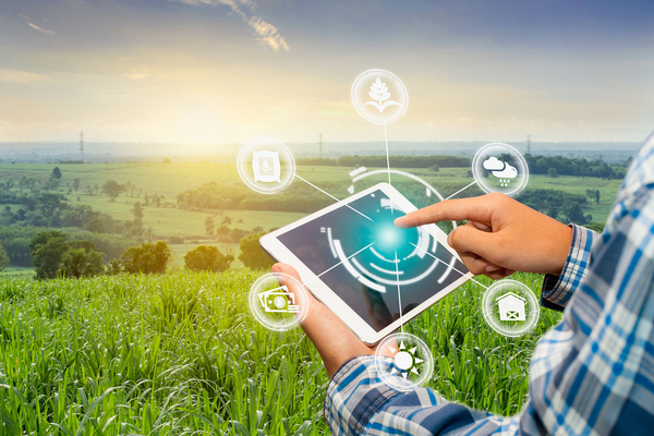 Farmer using a tablet while standing in his field.