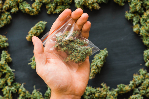 Hand with cannabis buds.