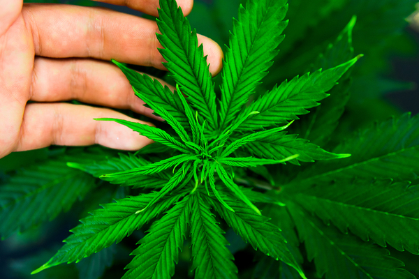Cannabis leaf.