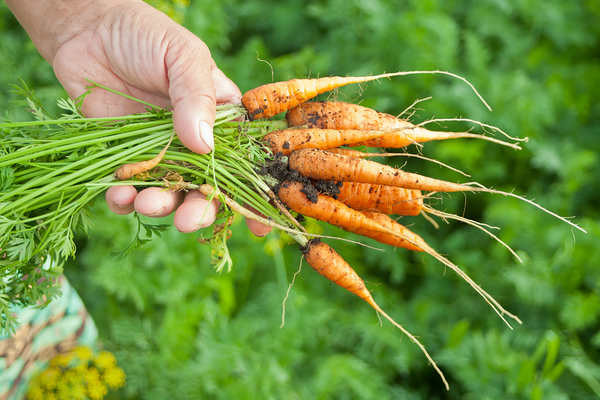 Bunch of just harvested carrots.