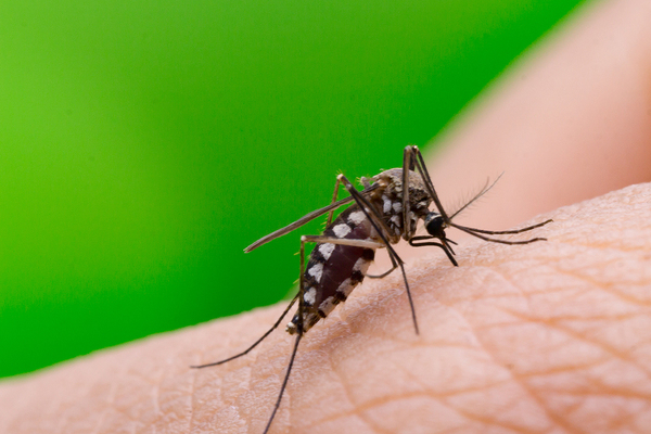 Close up of a mosquito.