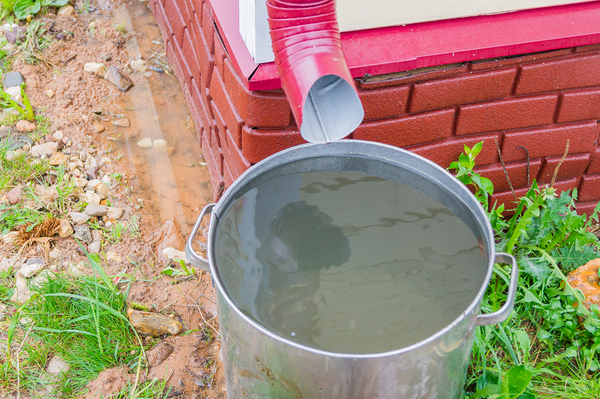 Rain barrel catching water from a downspout.