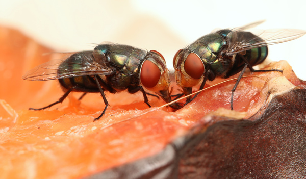 flies in the ointment