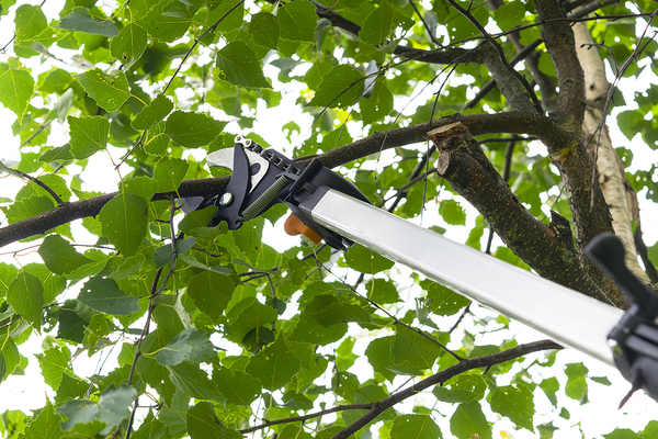 Trimming tree branches.