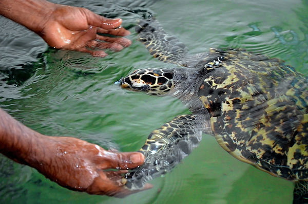 what does a marine biologist do