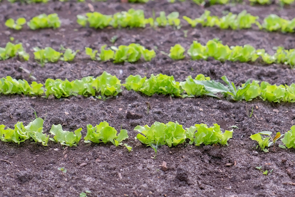 Budding crops appearing.